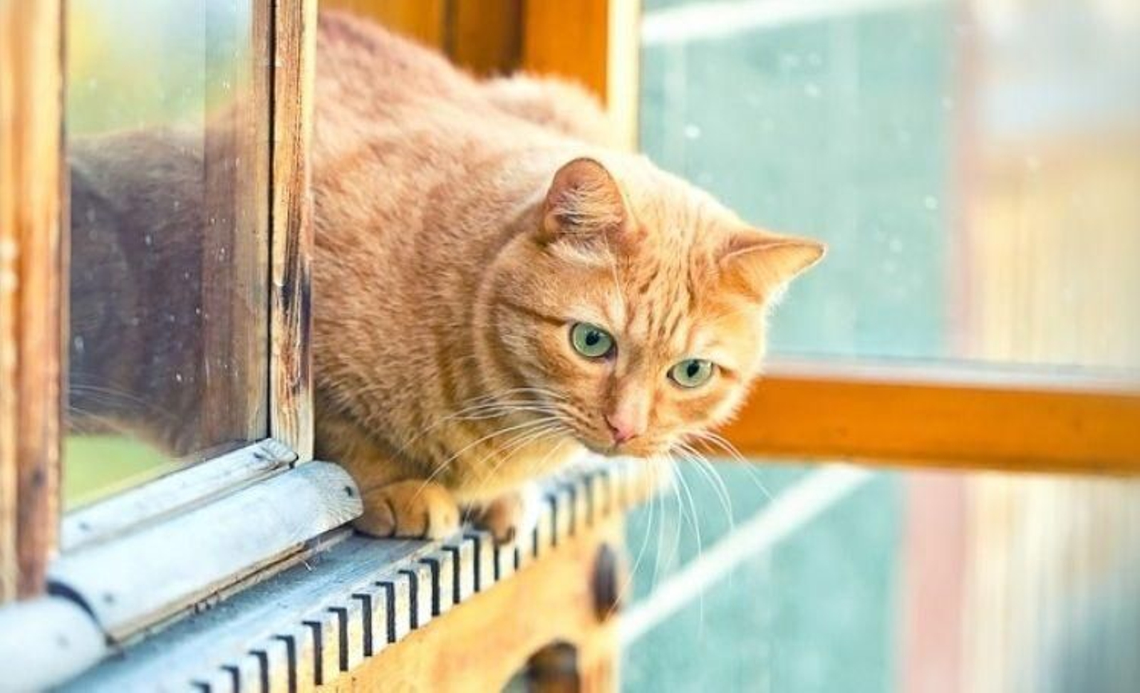 Asegurar las ventanas al adoptar un gato, uno de los requisitos más pedidos