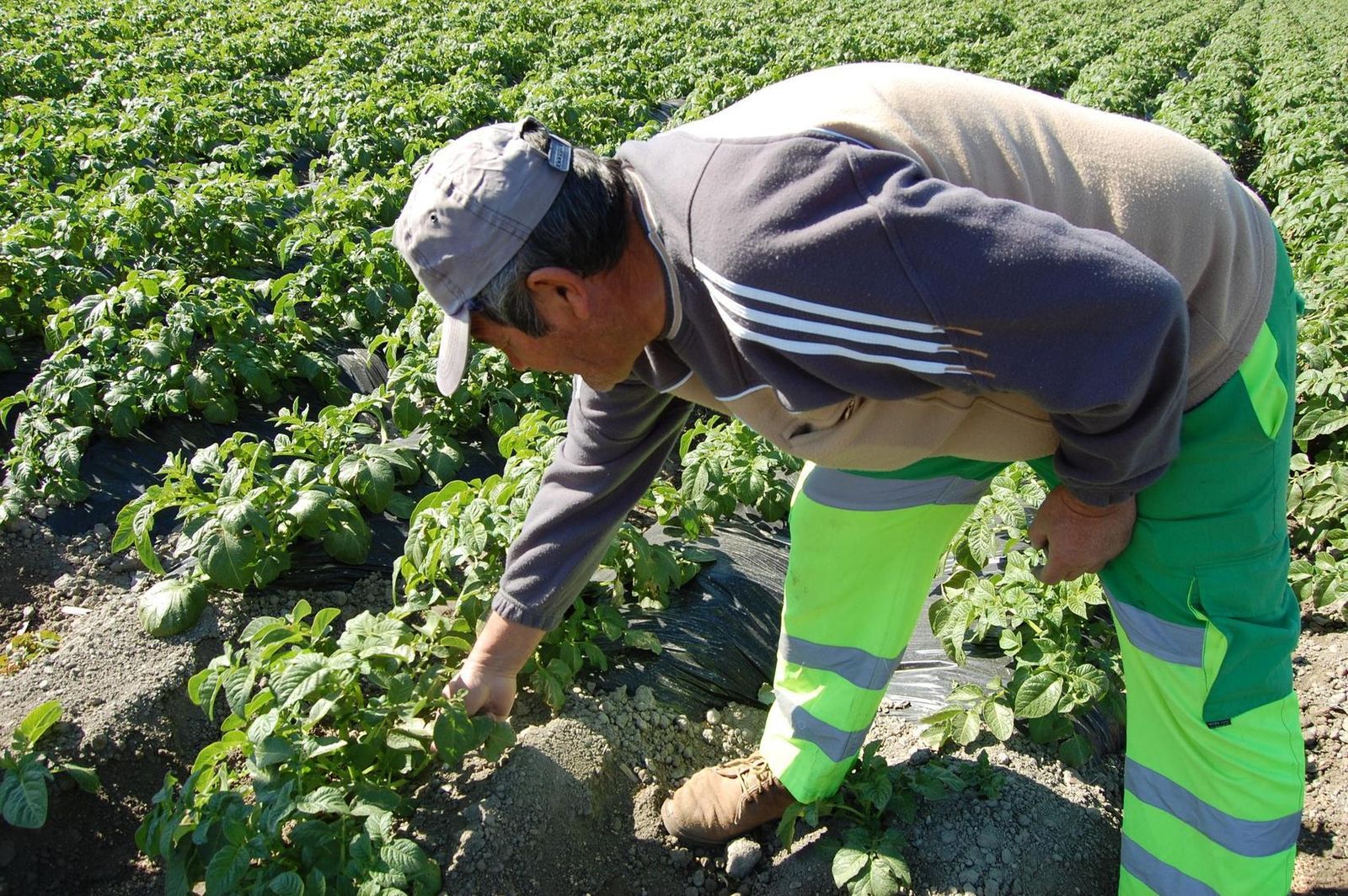 Un agricultor en el campo.