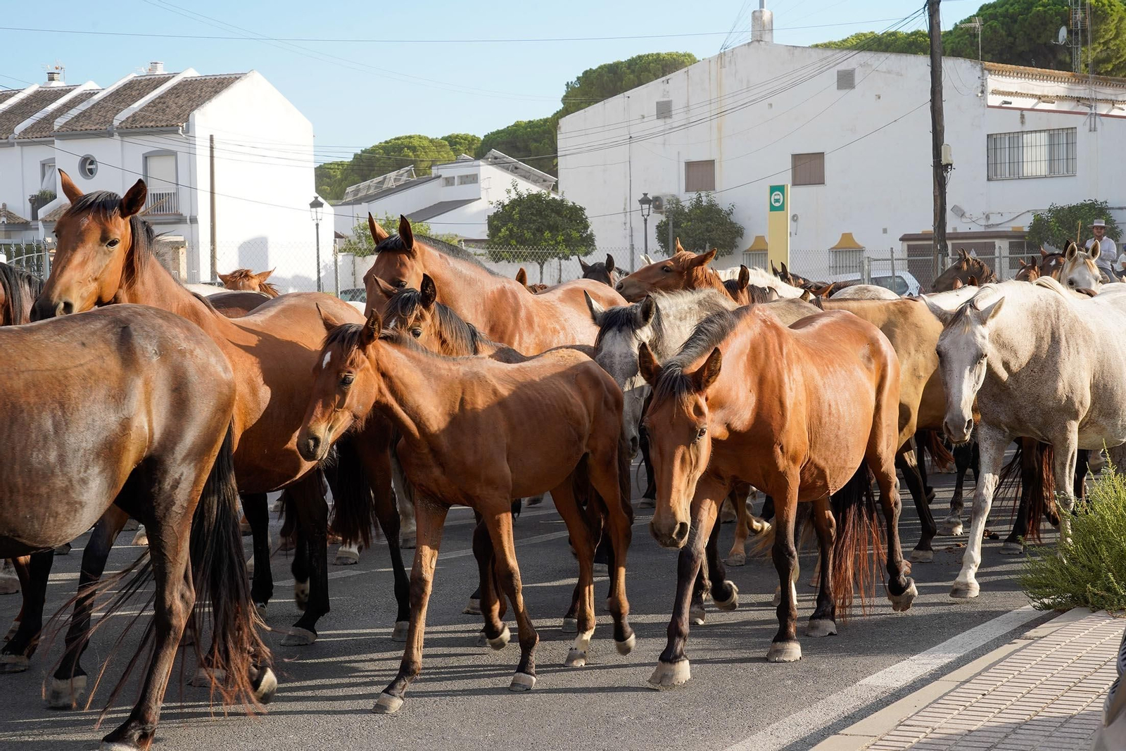 Las imágenes más destacas de la recogida de las yeguas en Hinojos