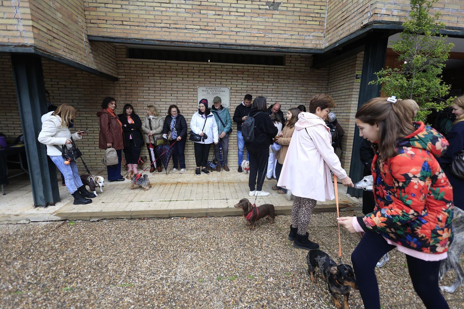 Las fotografías de la bendición de las mascotas por San Antón 2026