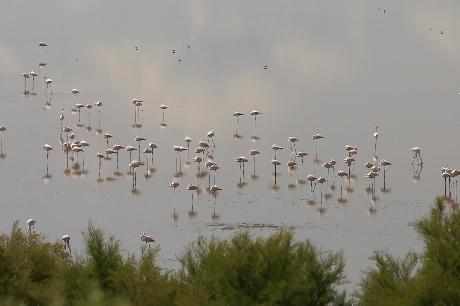 Los flamencos en la Laguna de Fuente de Piedra, en fotos