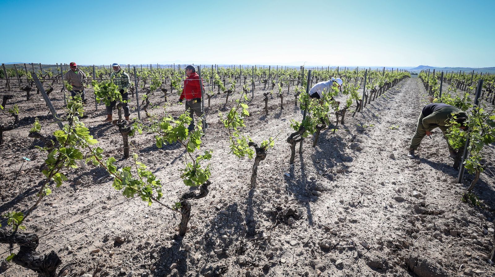 Santiago Jordi y los vinos de pasto de Patrick Murphy