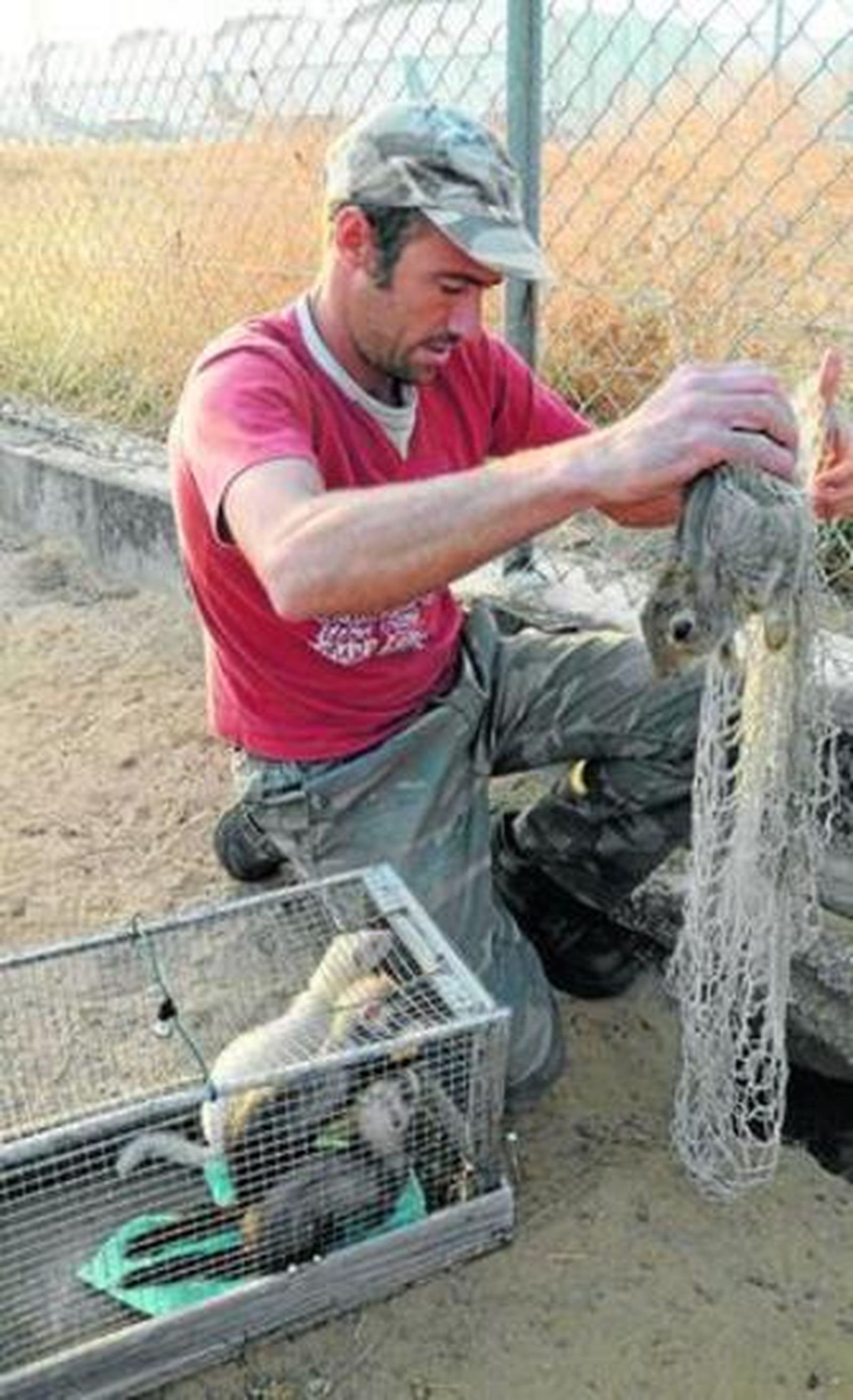 Un trabajador de la Fundación Doñana captura un conejo.