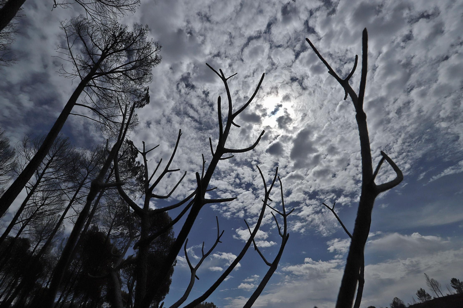 Imágenes de la devastación causada en los montes por el incendio de Almonaster la Real