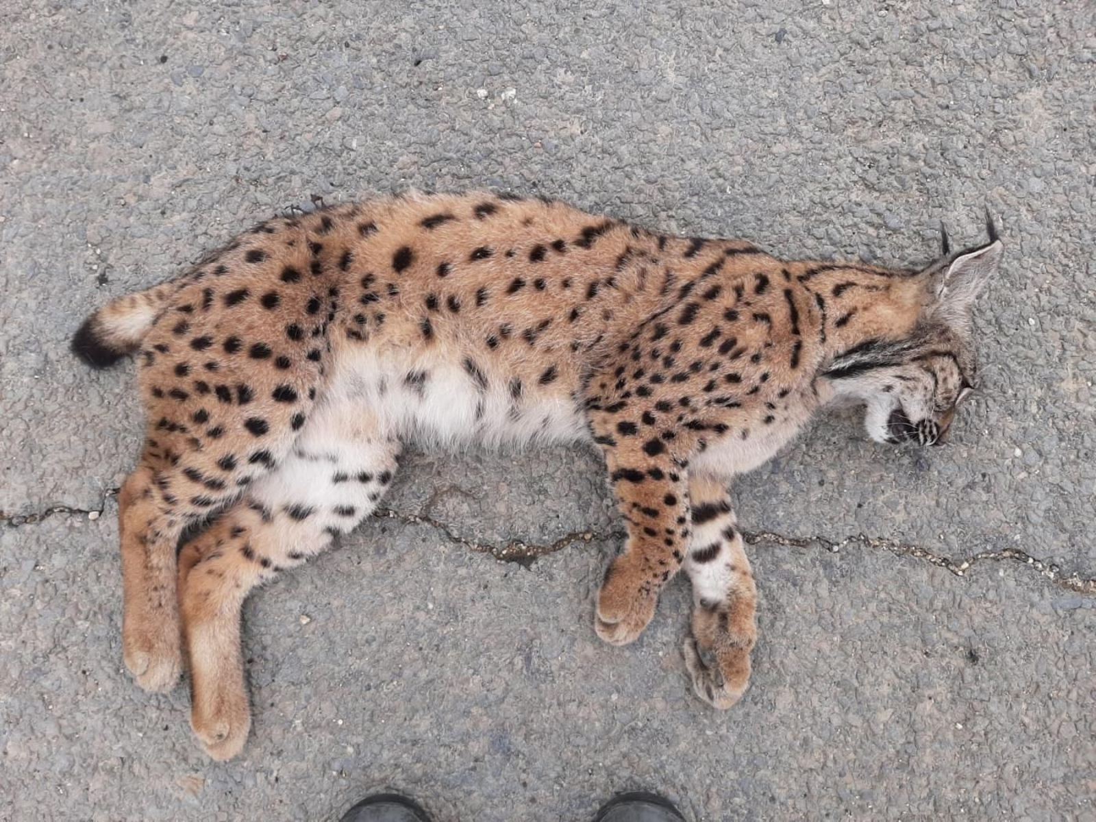 Muere un macho de lince ibérico atropellado en una carretera de Doñana