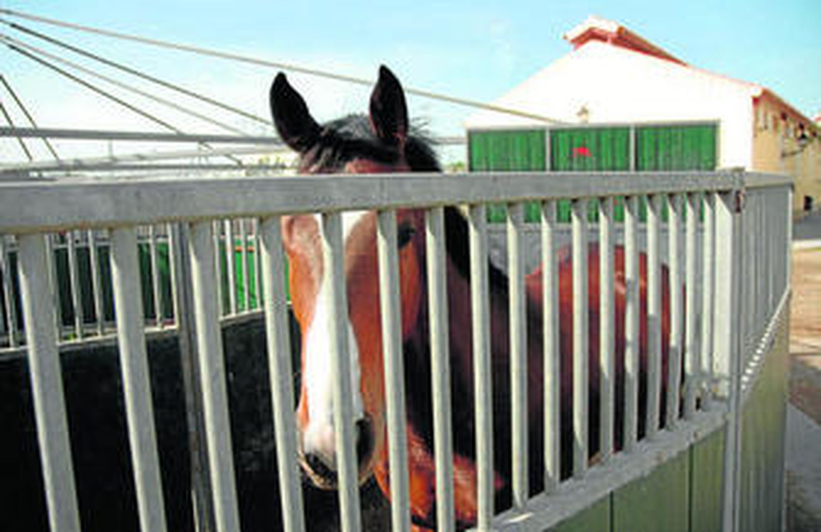 Un caballo en una imagen de archivo tomada en el hipódromo.