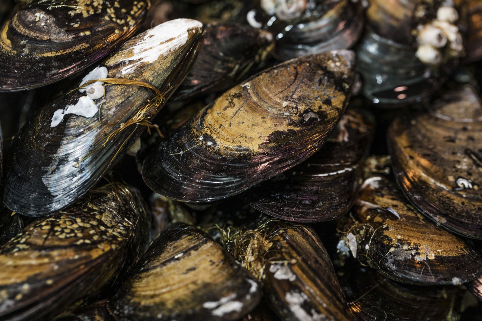 Los mejillones son capaces de liberar células fuera de su cuerpo para protegerse de lesiones e infecciones