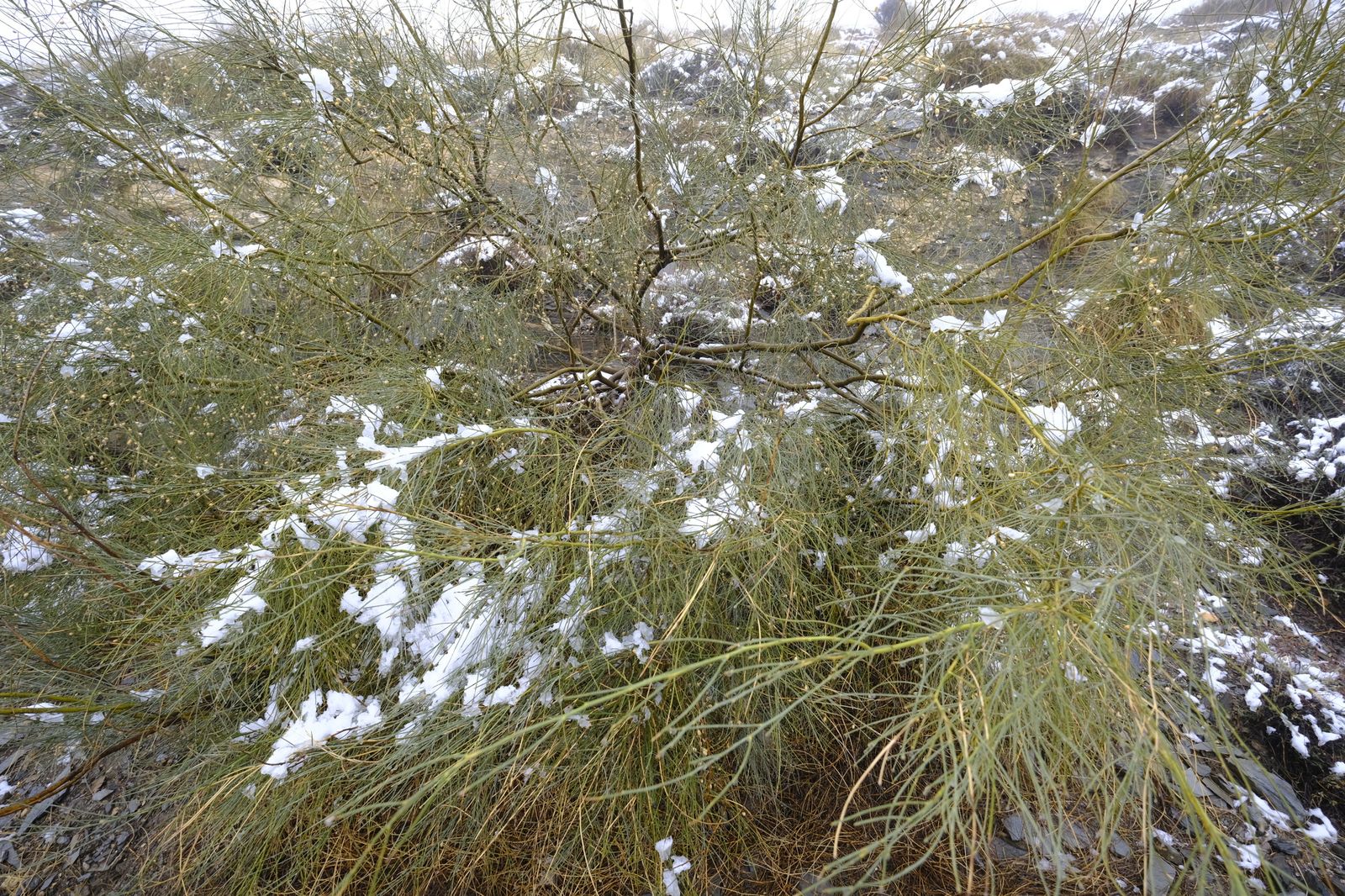 Fotogalería nevada en la Provincia de Almería