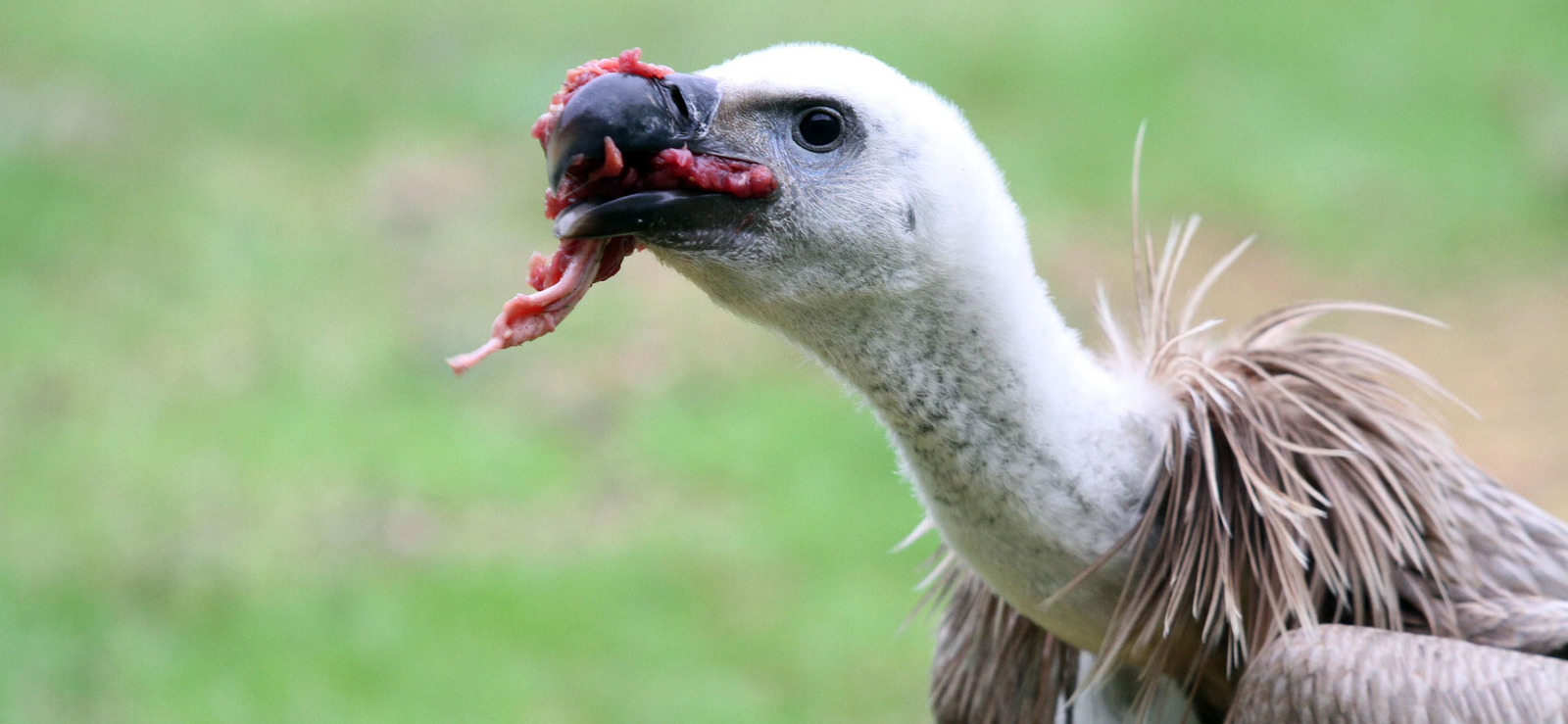 Centro de especies protegidas CREA-CEGMA