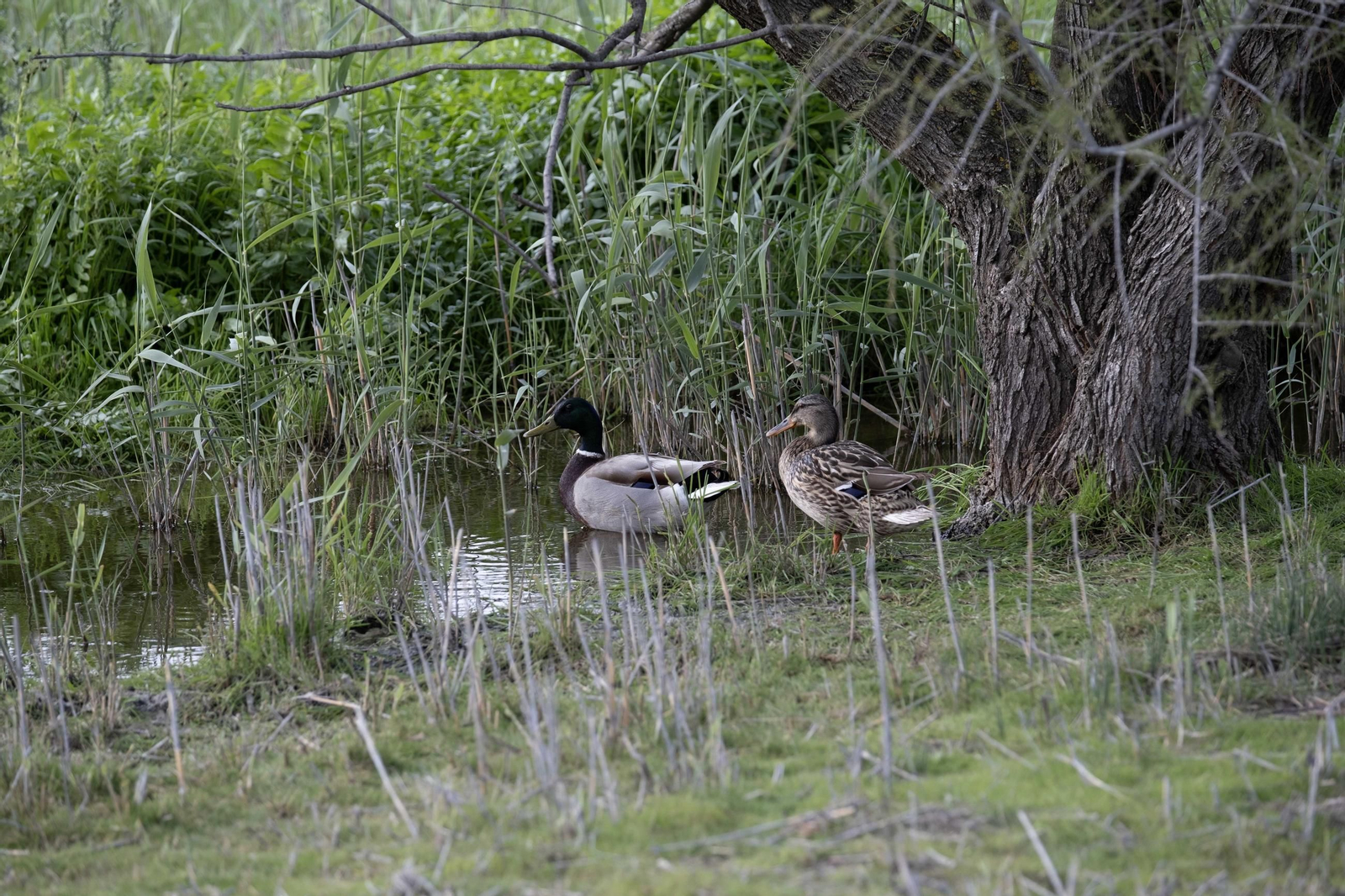Laguna de Fuente de Piedra tras las lluvias, en fotos