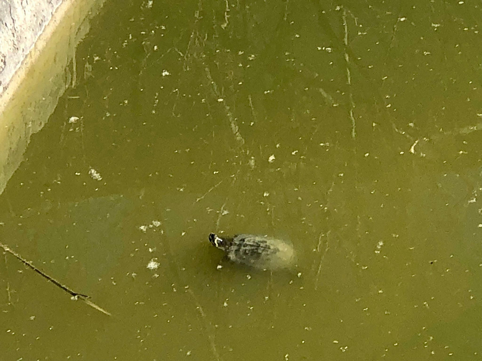 La Laguna de Torrox de Jerez: un paseo ideal para los amantes del aire libre