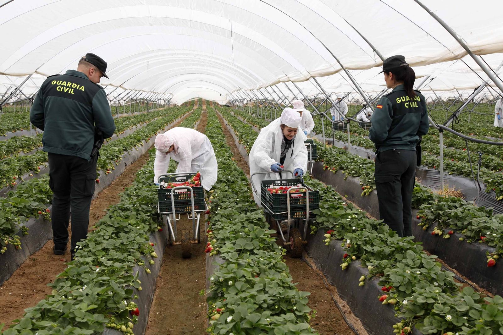 Dos agentes de la Guardia Civil en una plantación de fresas de la Costa Occidental de Huelva