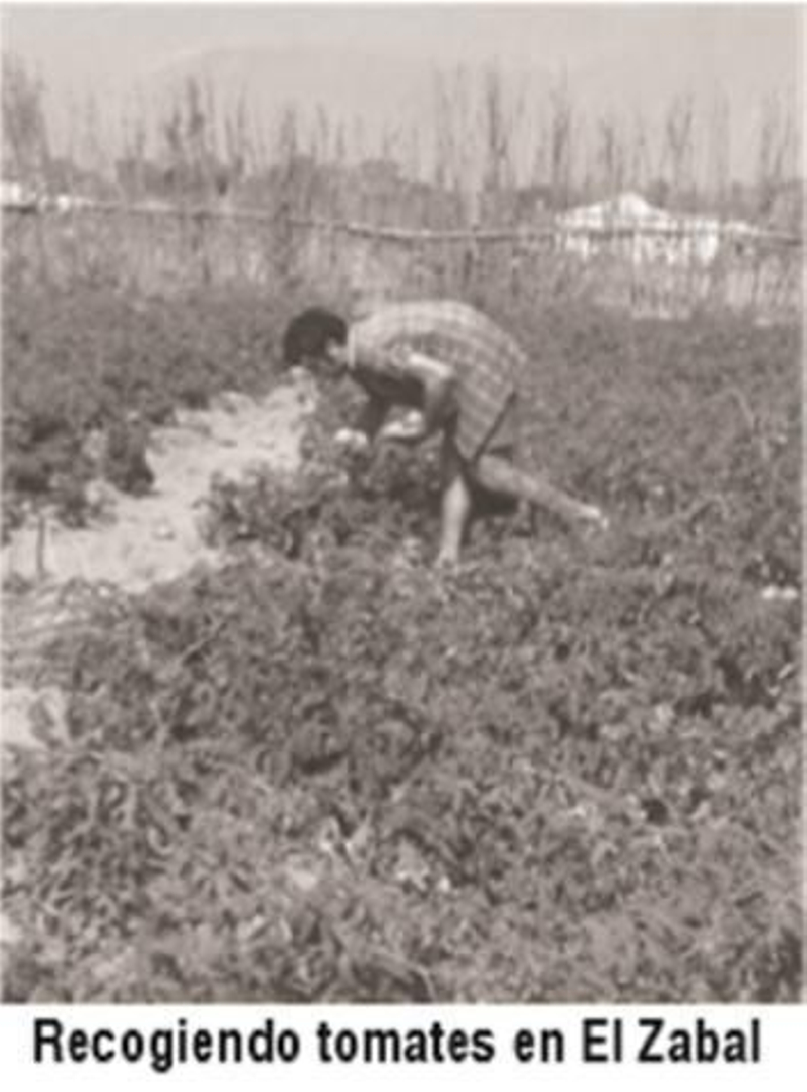 Un agricultor recoge tomates en El Zabal. Un agricultor recoge tomates en El Zabal.