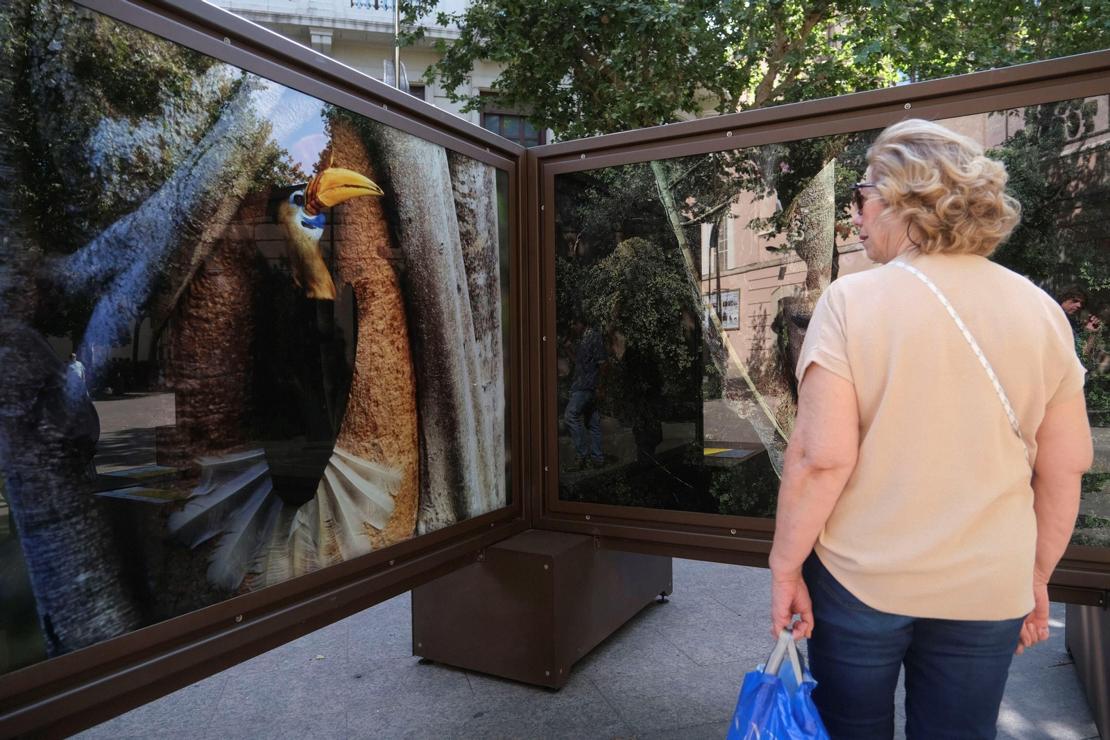 La exposición de 'National Geographic' en el bulevar del Gran Capitán de Córdoba, en imágenes