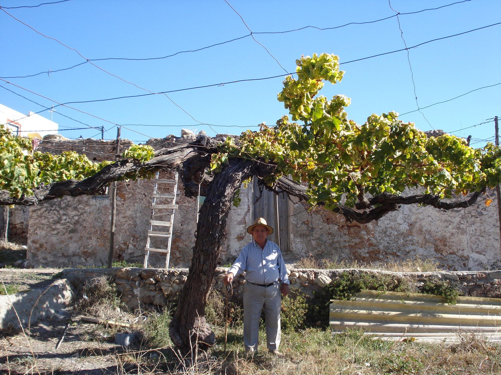 Vieja parra de Ohanes, de casi 100 años. Uno de esos ejemplares madre que Antonio Rubio ha encontrado en la provincia de Almería.