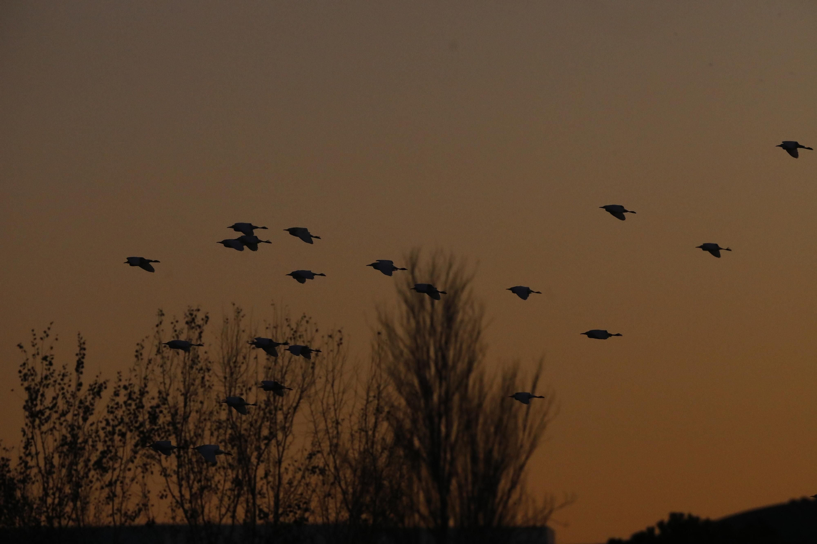 Las aves que habitan en Los Sotos de la Albolafia de Córdoba, en fotografías