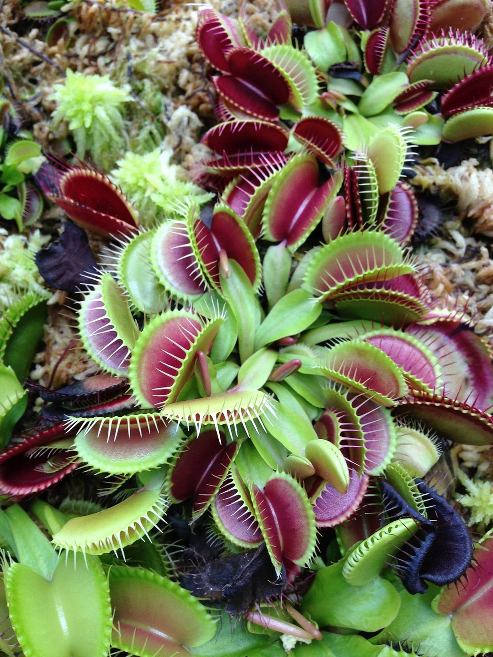 Planta carnívora Dionaea muscipula. Fuente Pixabay