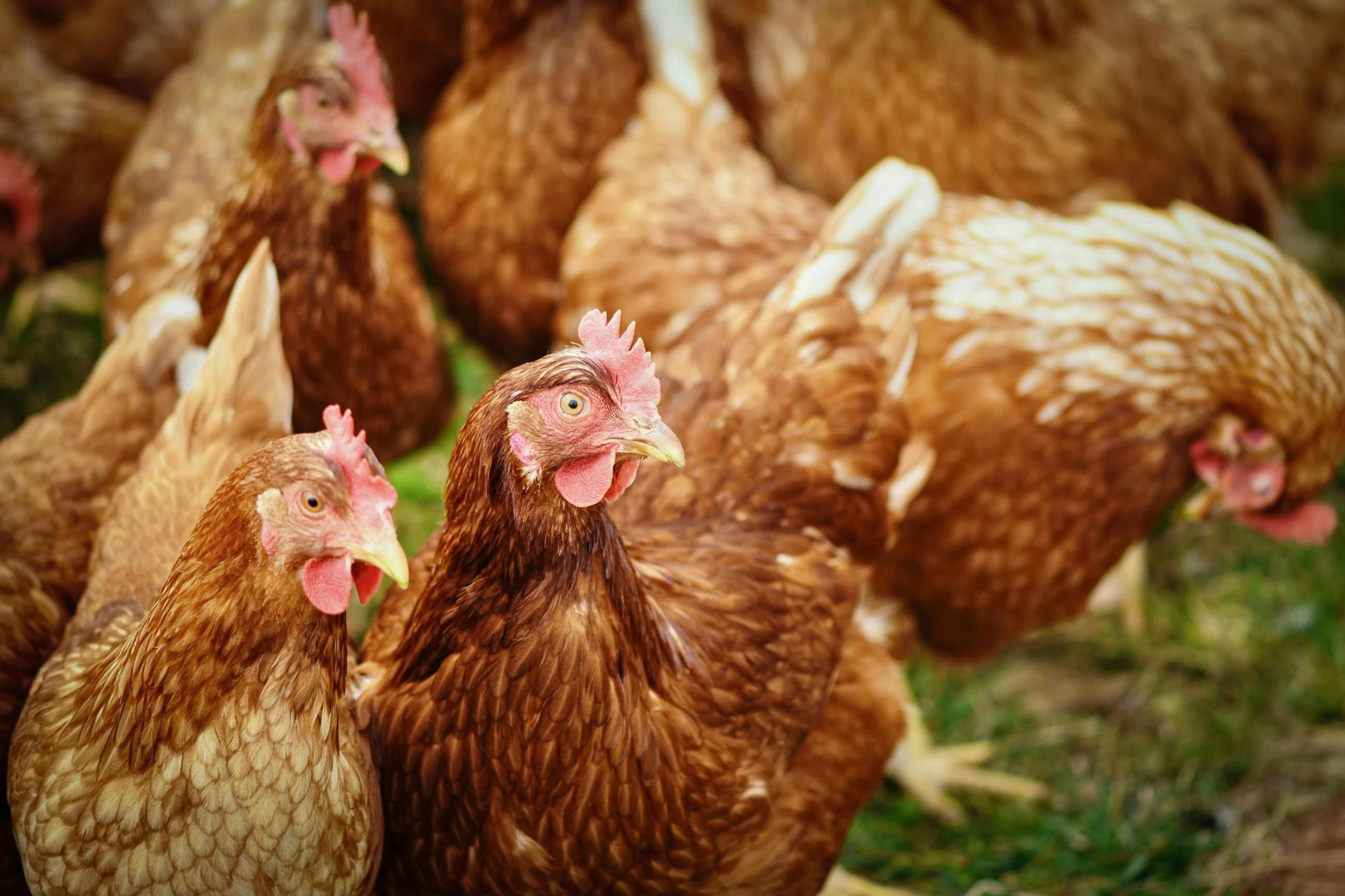Gallinas al aire libre.