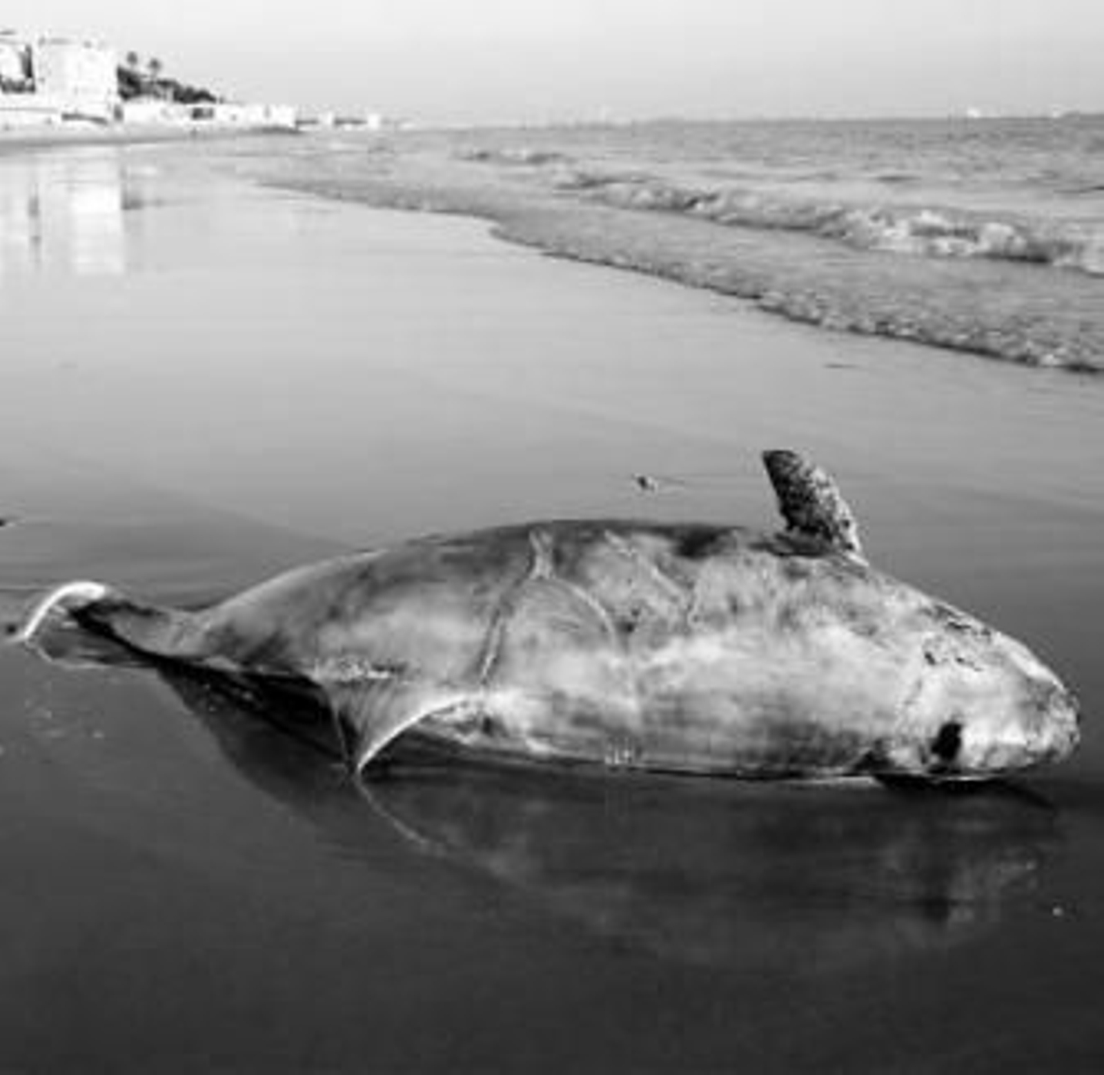 El cetáceo, en estado de descomposición, hallado en Fuentebravía el jueves.