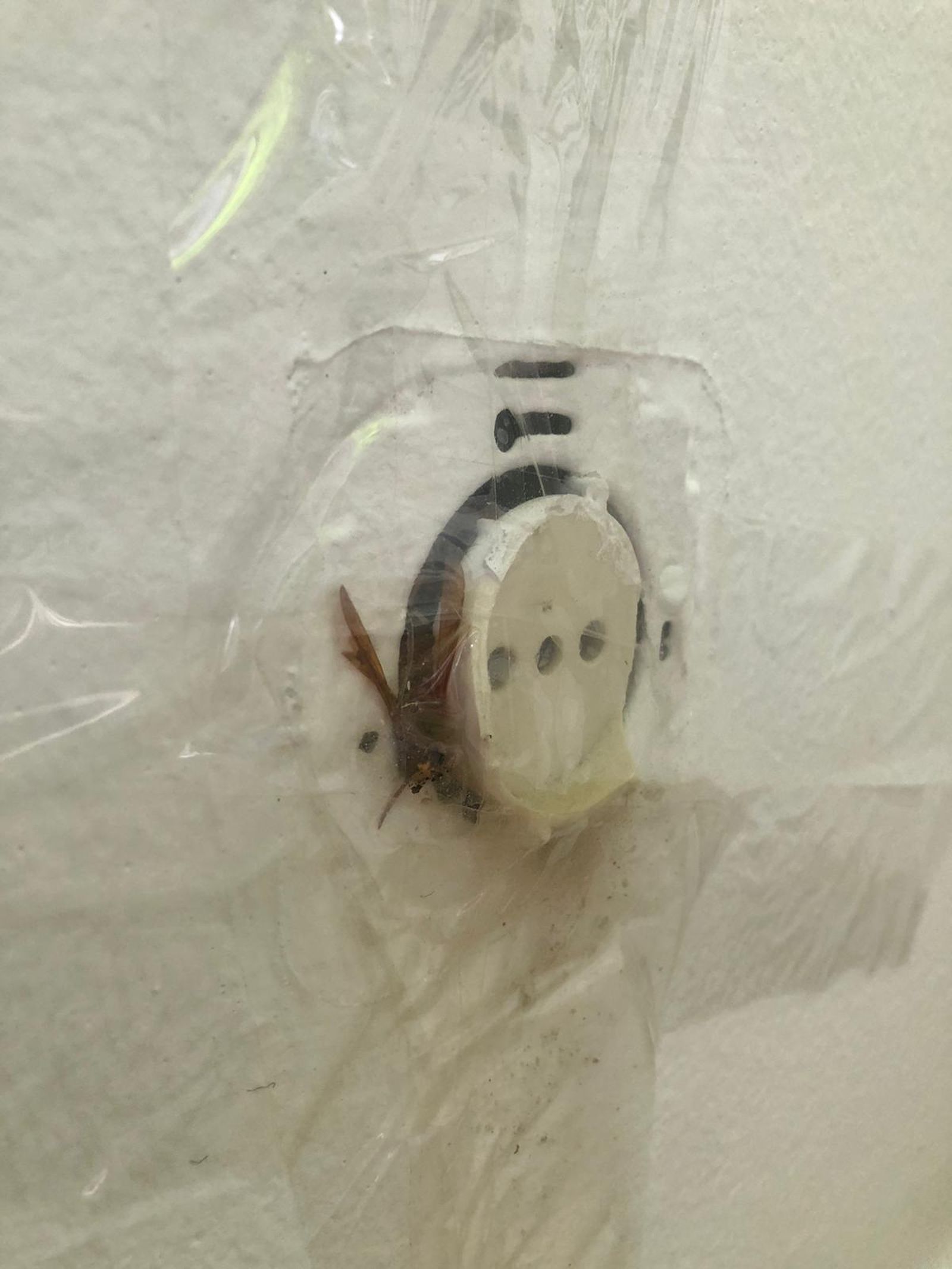 Un avispón oriental saliendo por un enchufe sellado con cinta adhesiva.