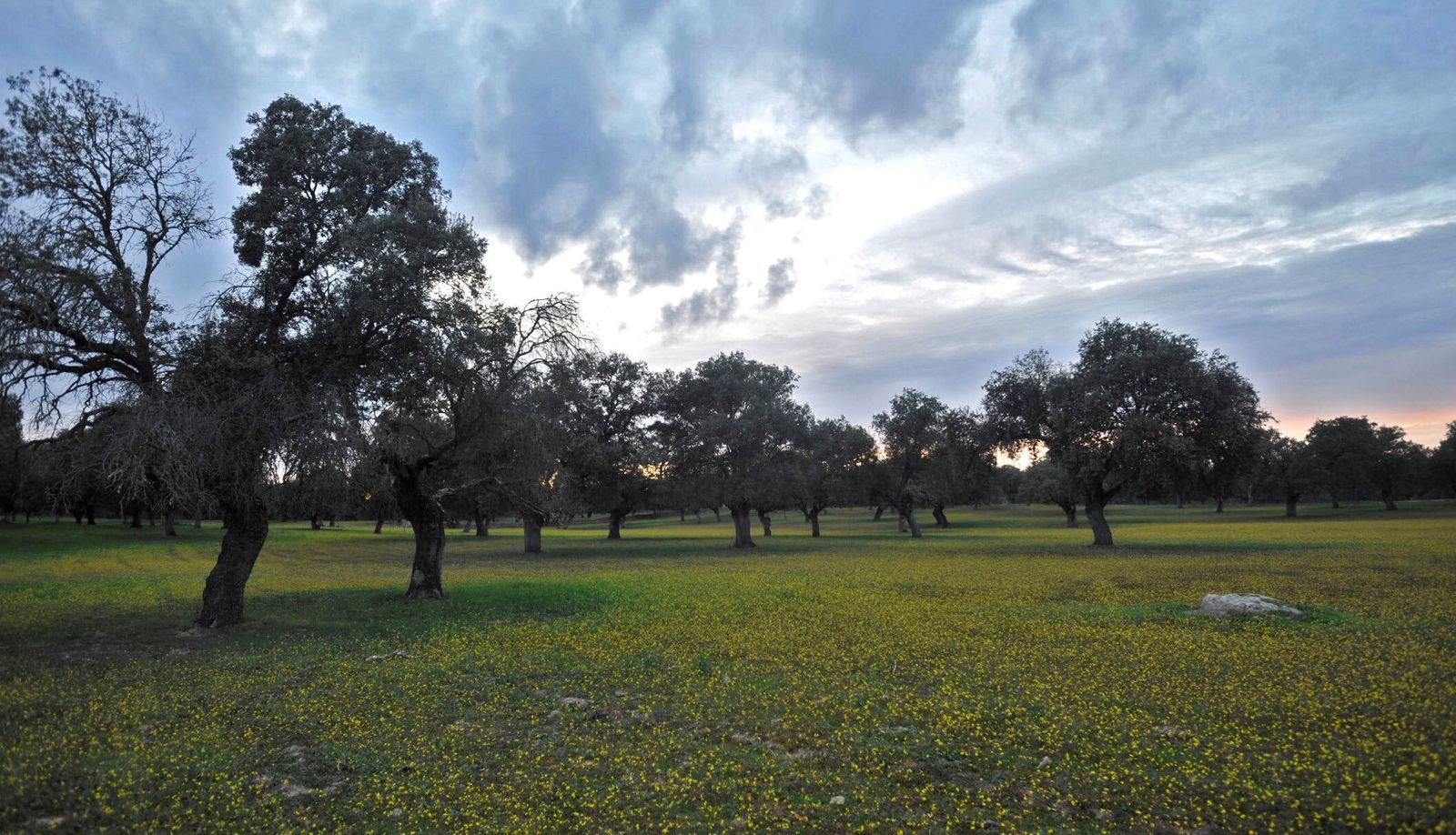 Dehesa de Los Pedroches.
