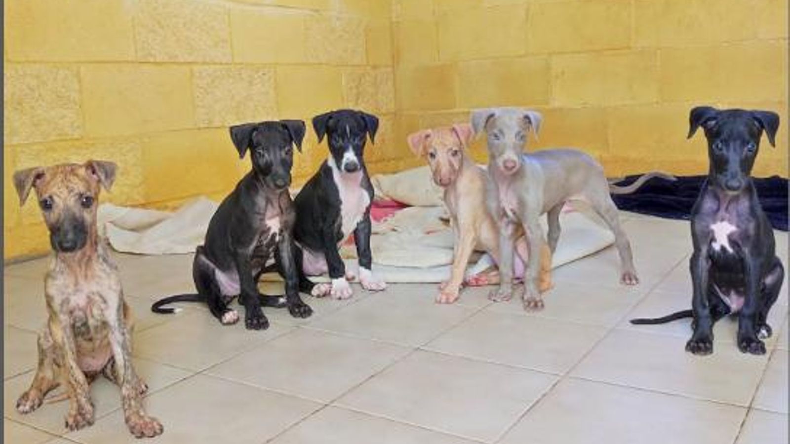 Camada de galgos