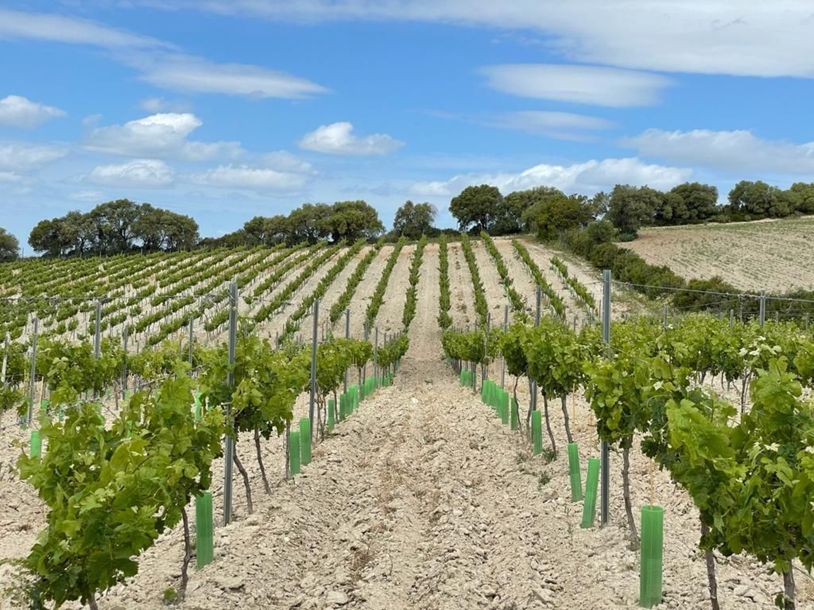 Viñedos de Bodegas Campestral.