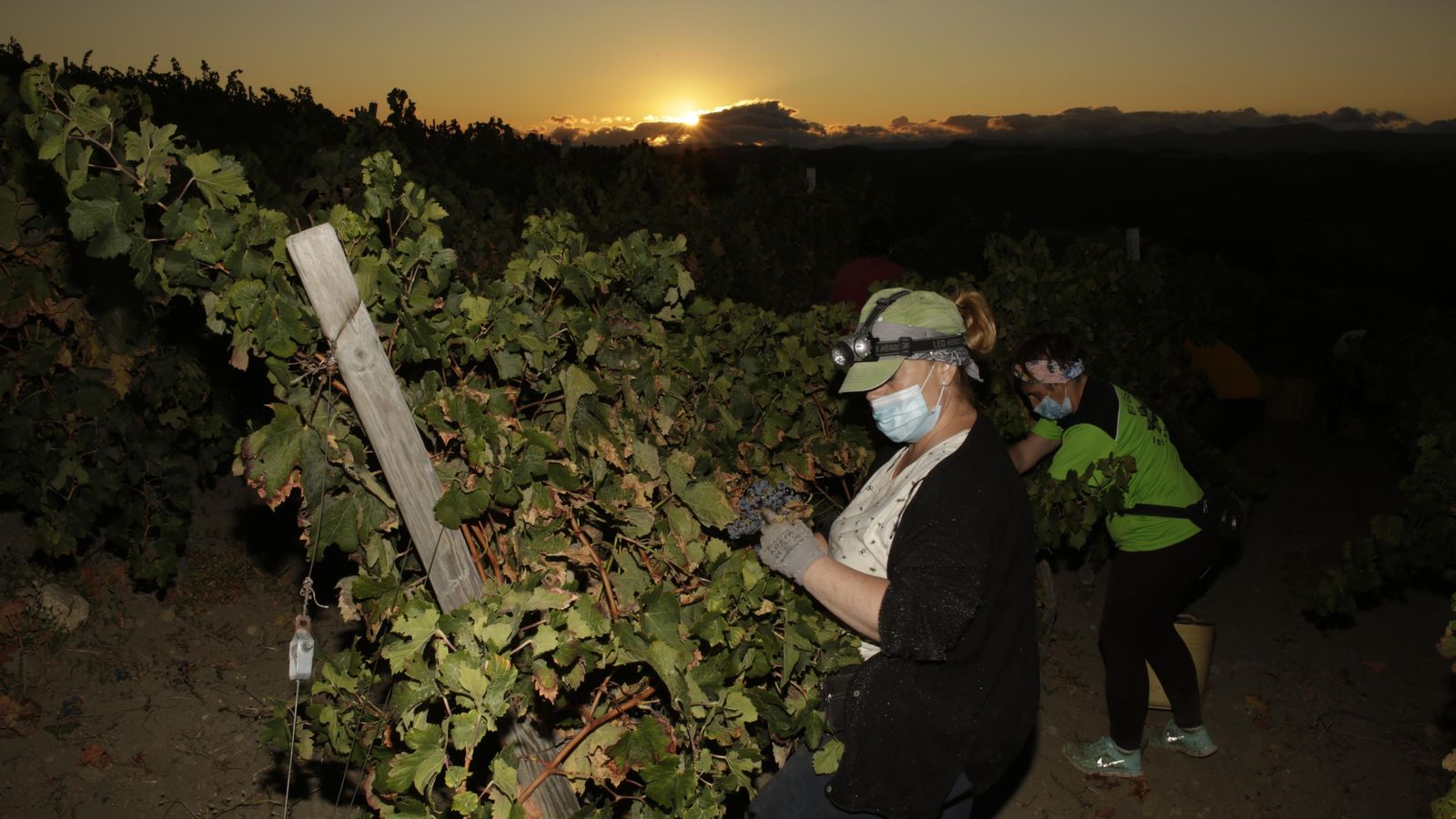 Trabajo en los viñedos al amanecer