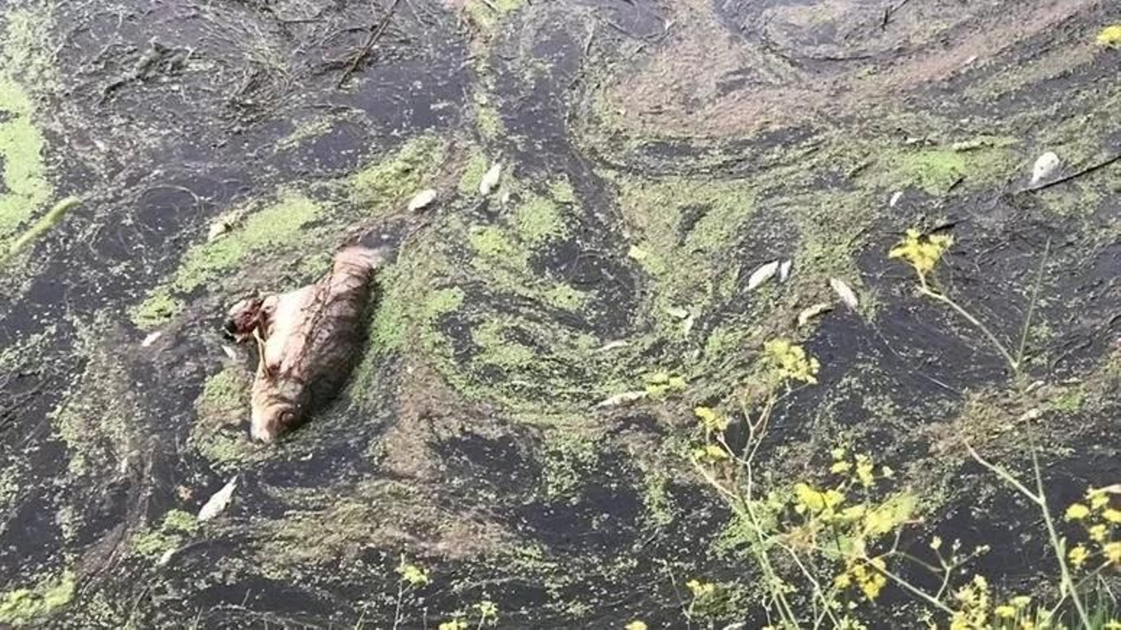 Imagen detalle de los Agentes Rurales de algunos de los peces muertos por falta de oxígeno en Flix