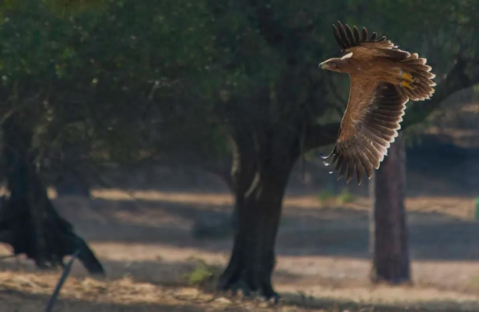 Águila Imperial Ibérica.