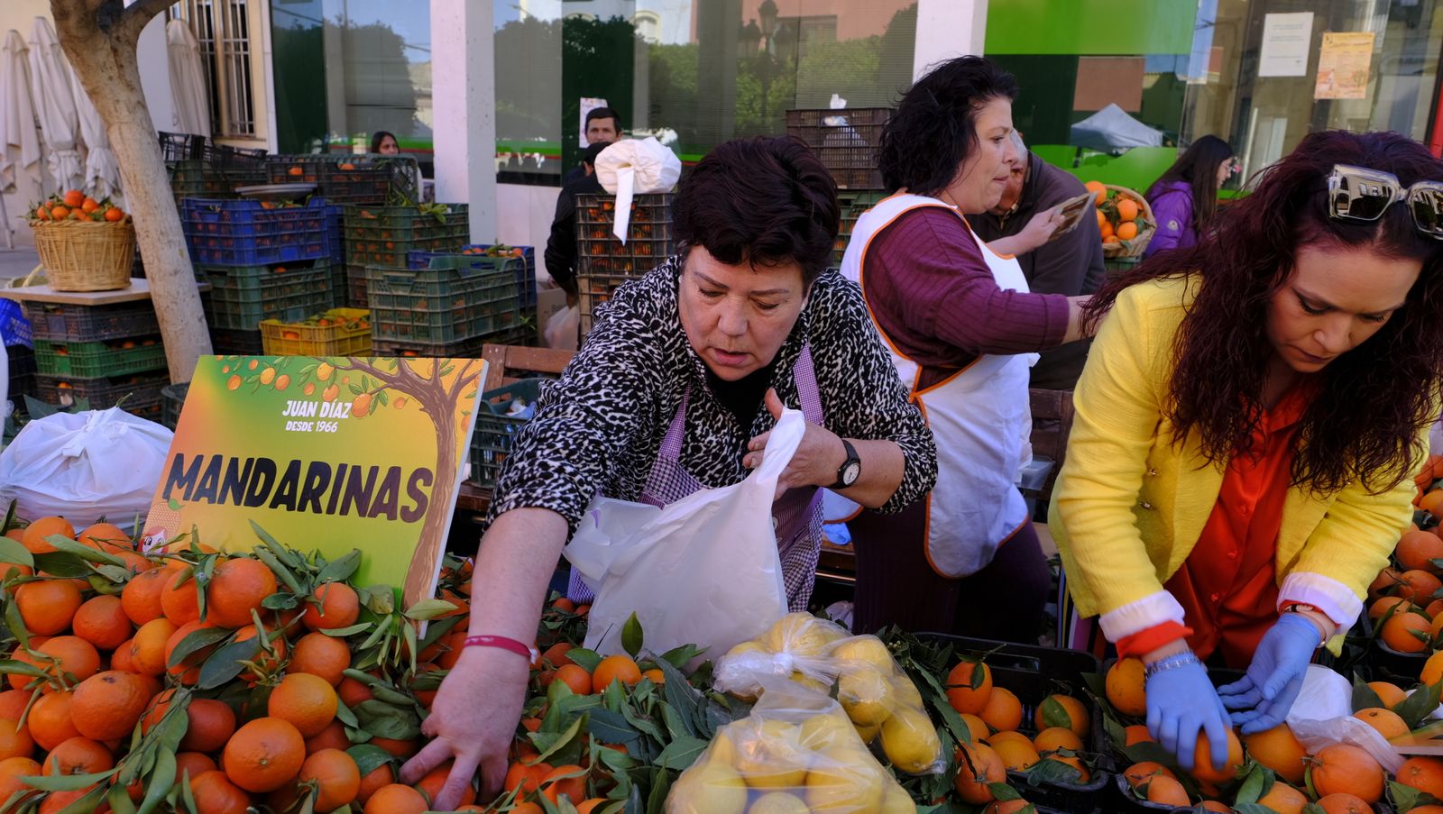 El Día de la Naranja en Gádor, en imágenes