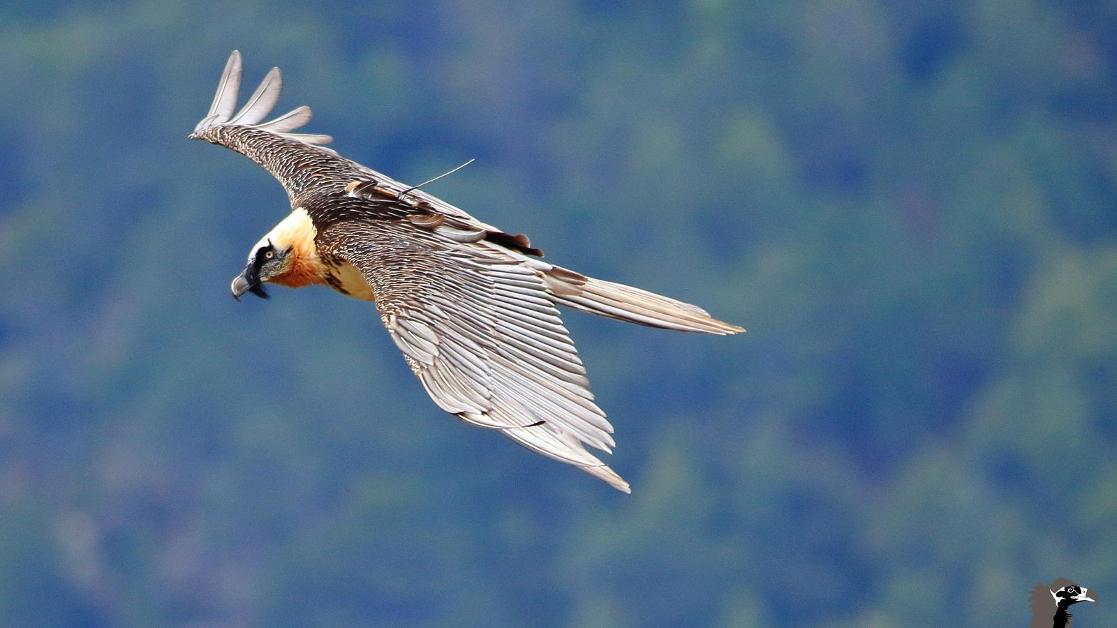Quebrantahuesos en la Sierra de Cazorla, Segura y Las Villas.