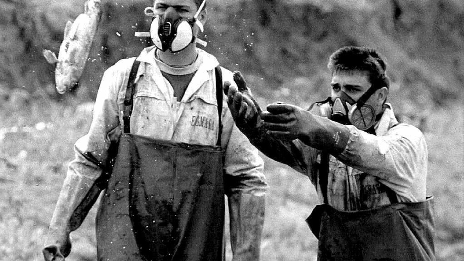 Retirada de peces muertos por los vertidos tóxicos tras el desastre de 1998.