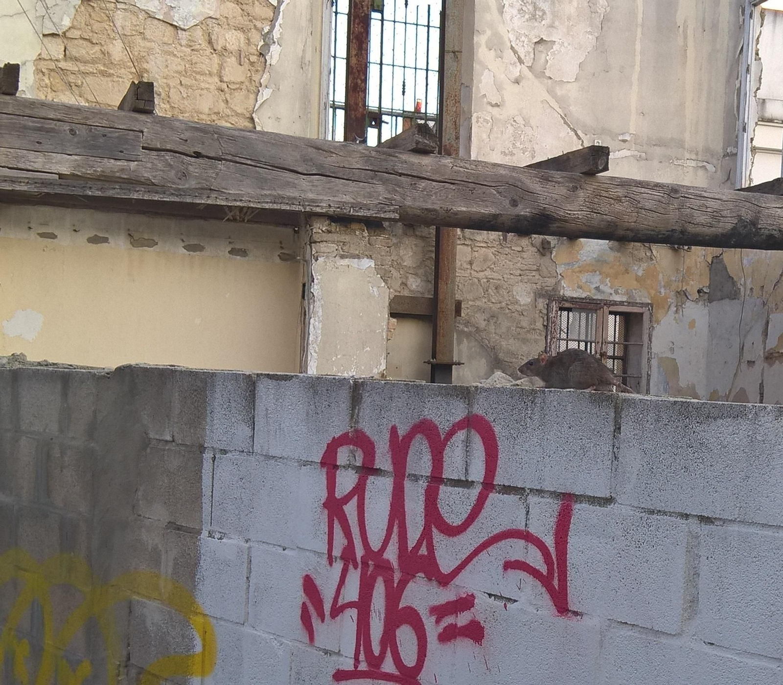 Una rata pasea por el muro de una ruina en el centro de Jerez.