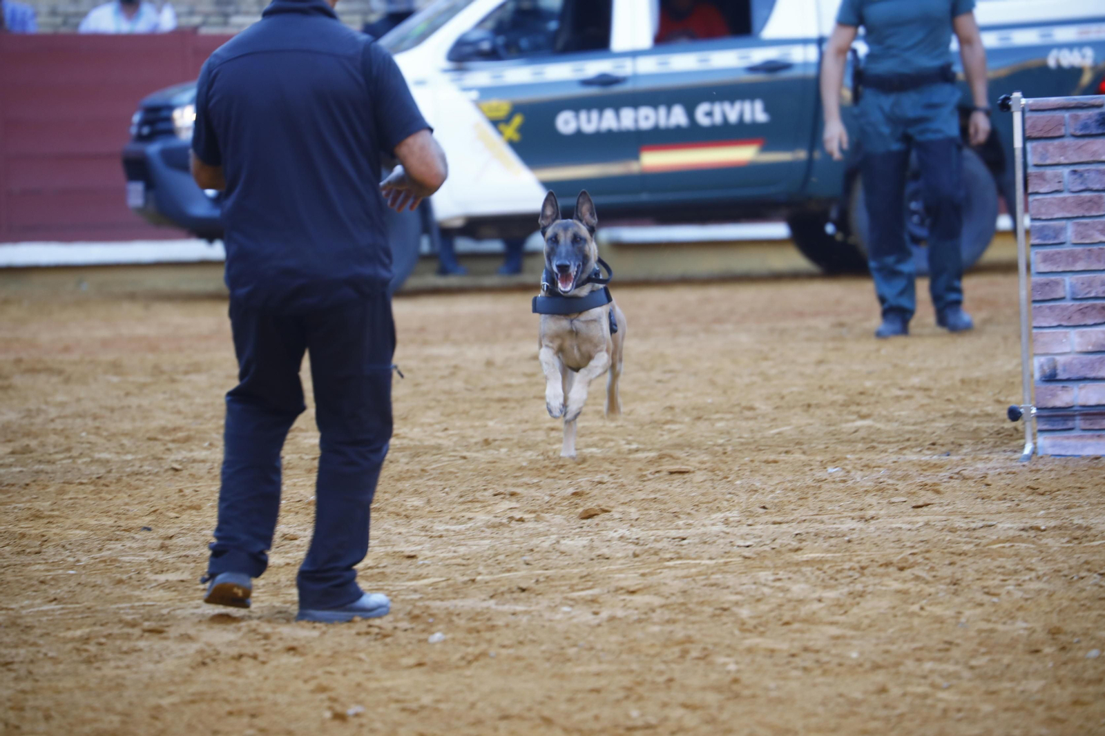 La impresionante exhibición de la Guardia Civil en la plaza de toros de Córdoba, en fotografías