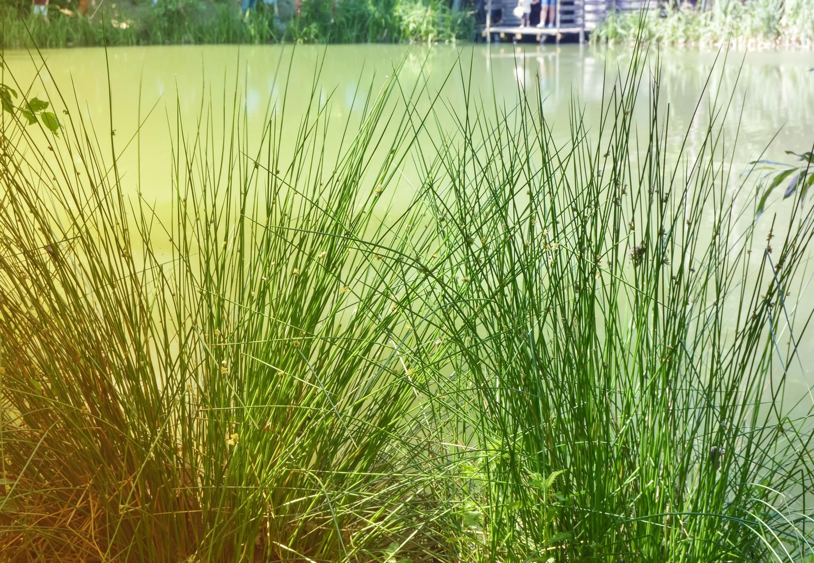 La fumigación de los mosquitos que transmiten el virus del Nilo no acaba con sus larvas