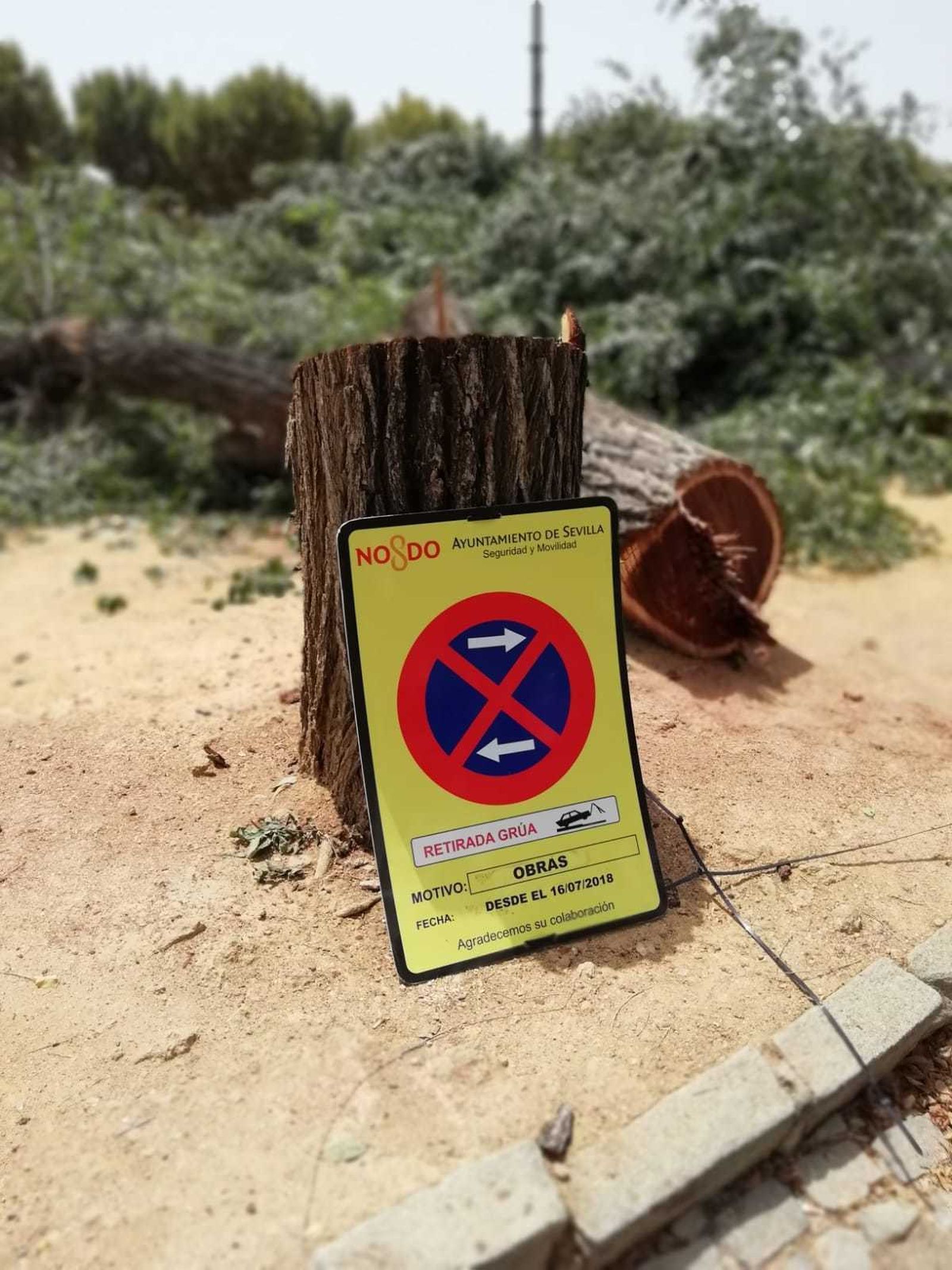 Olmo cortado en Flota de Indias.