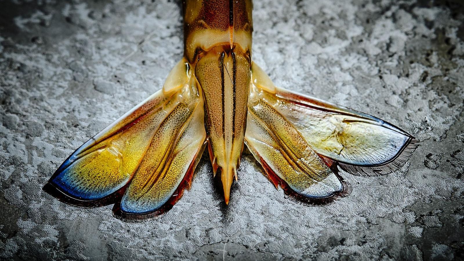 La cola azulada es uno de los rasgos inconfundibles del langostino de Sanlúcar.