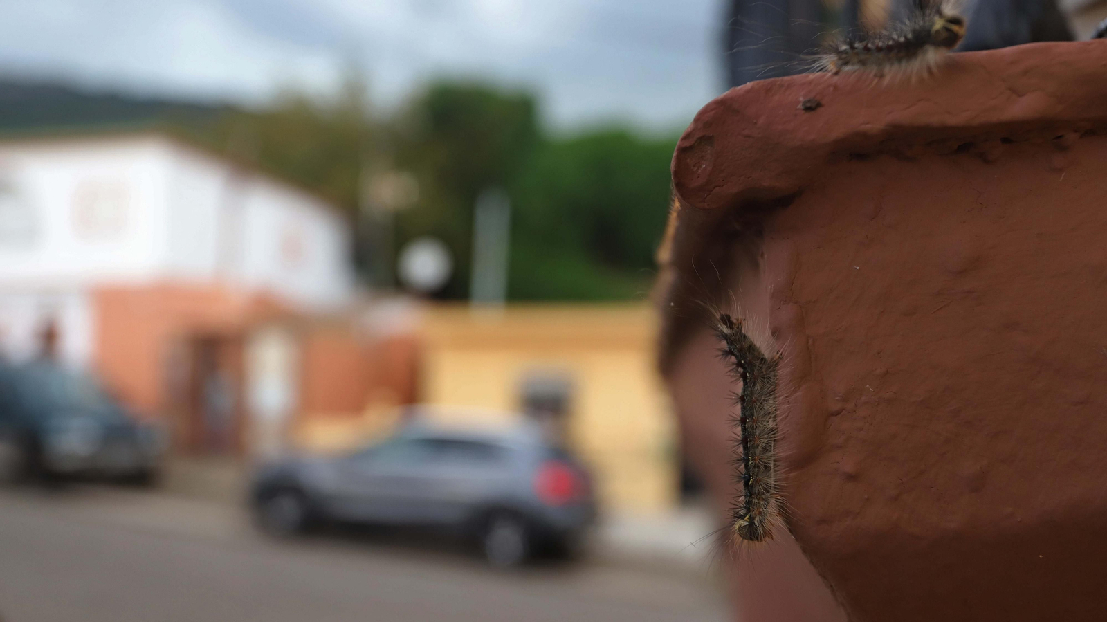 Brote de lagarta peluda en Pelayo