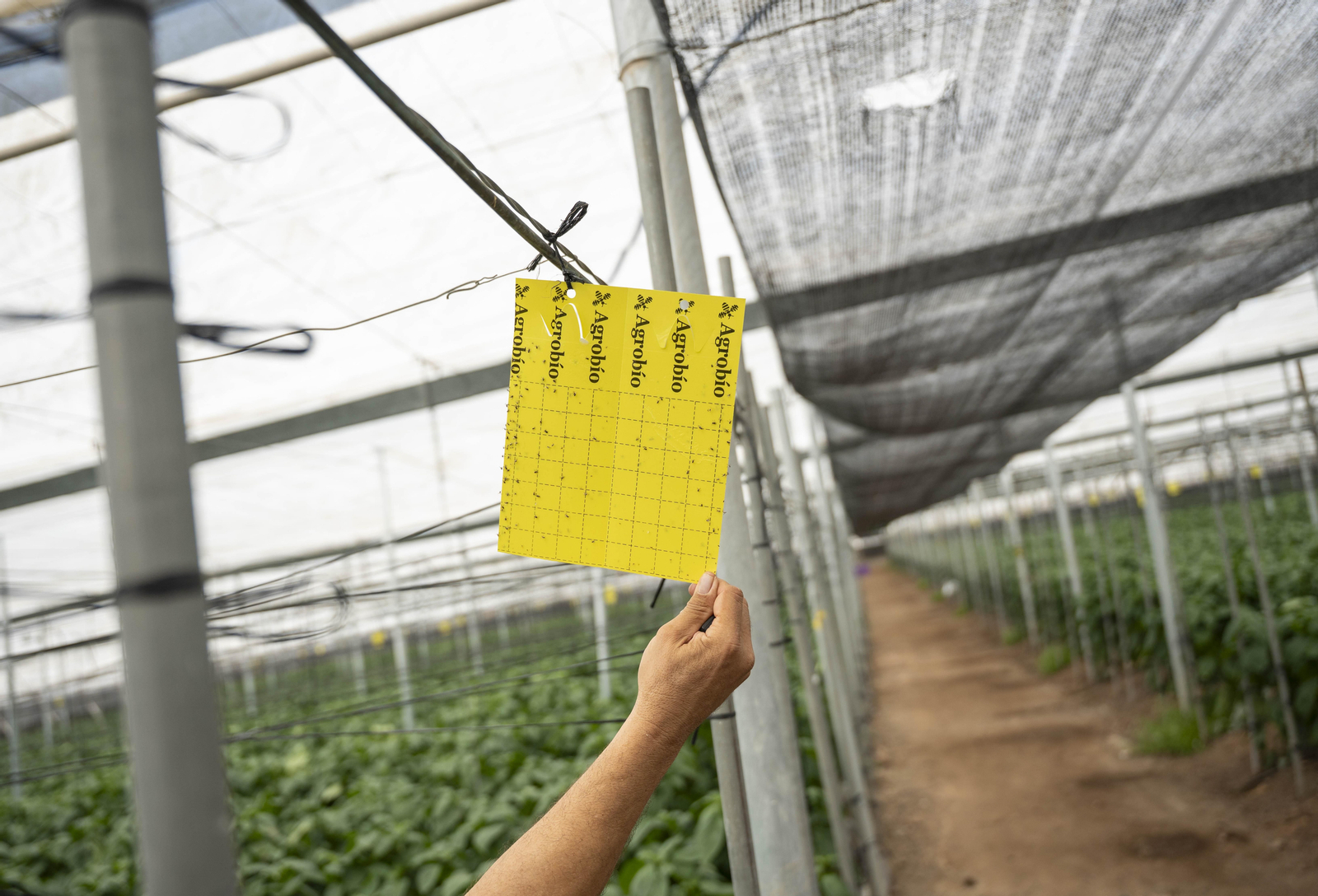 Las imágenes de la suelta de bichos depredadores para la lucha biológica en invernadero por Agrobio