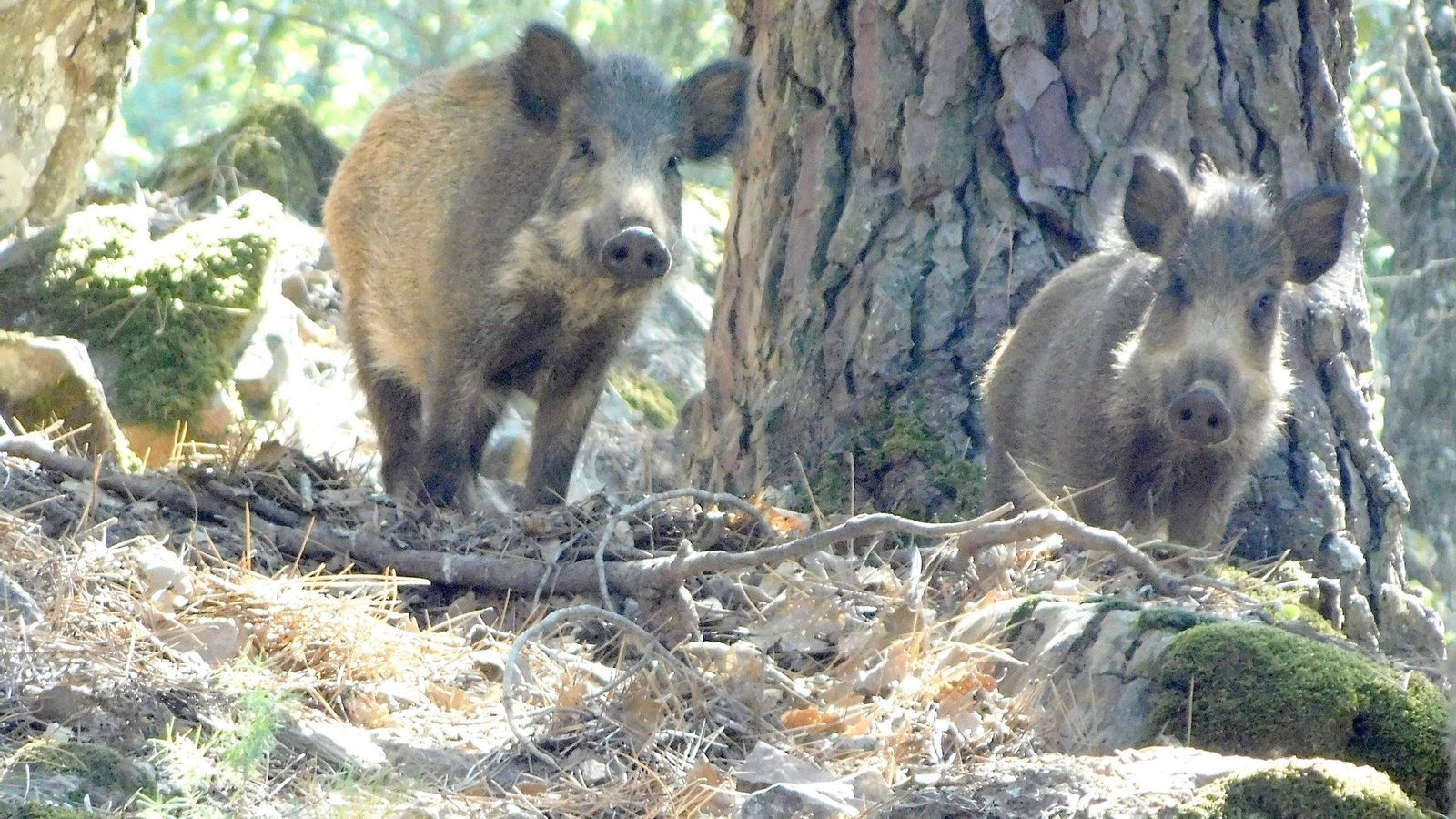 La caza ayuda a controlar la perjudicial sobre población de jabalíes.