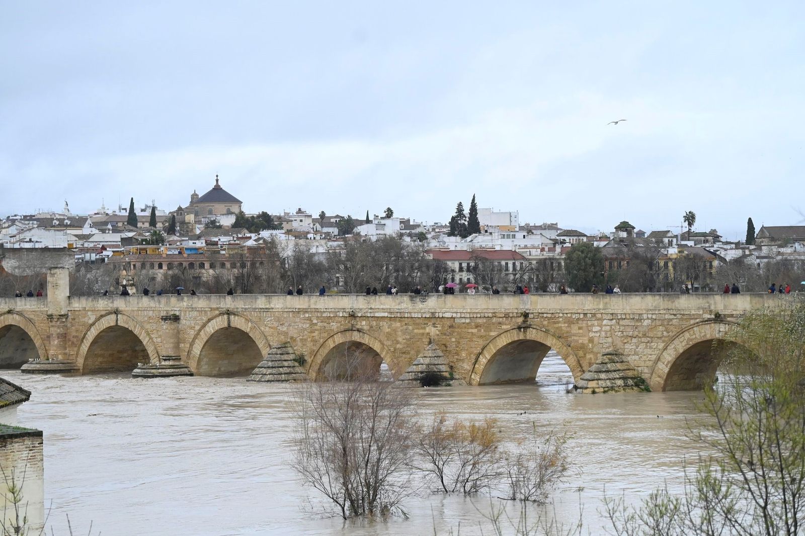 La impresionante crecida del río Guadalquivir: se acerca a los 6 metros a su paso por Córdoba
