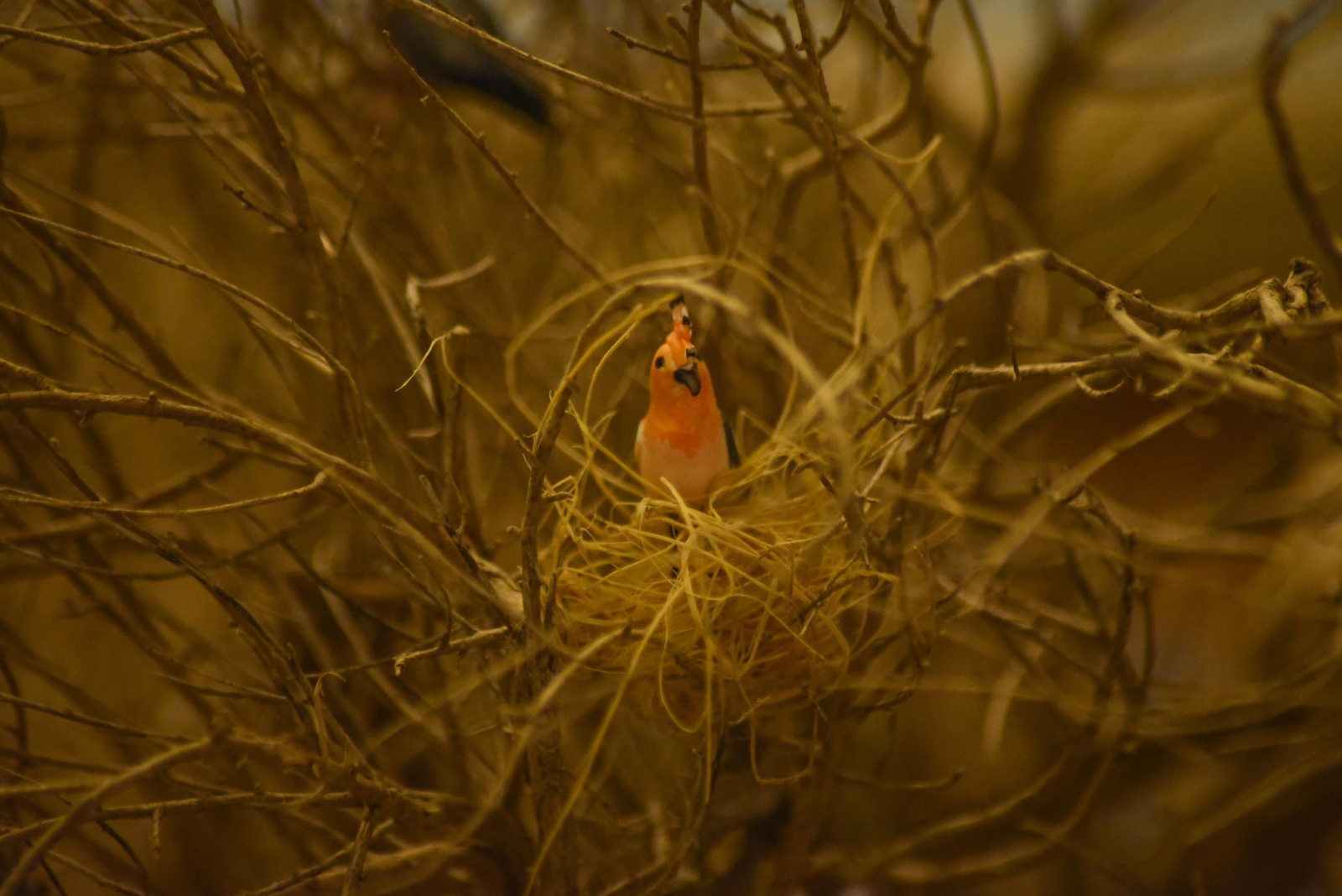 Fotos del belén del Museo Cruz Herrera en La Línea