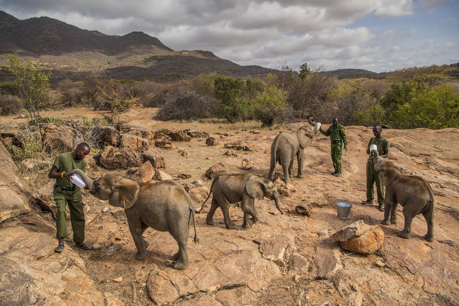 Un grupo de trabajadores alimentando elefantes bebés en el Santuario Reteti Elephant, en el norte de Kenia, el 11 de febrero de 2017. Imagen de Ami Vitale, ganadora del primer premio de la categoría 'Nature - Stories'.