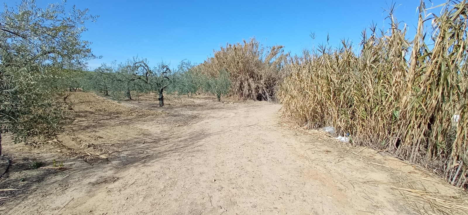 Las imágenes de la ruta de la dehesa de Albaida del Aljarafe
