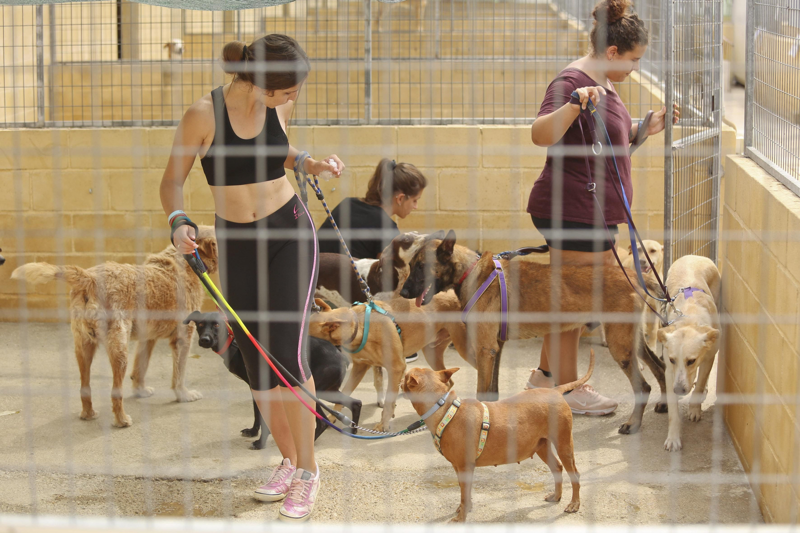 Las fotos de los animales de la Protectora de Málaga Las fotos de los animales de la Protectora de Málaga