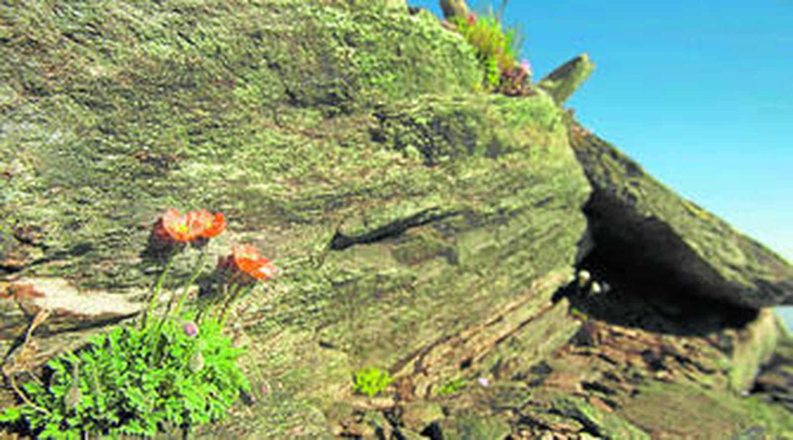 1 y 4. La amapola de Sierra Nevada huye de sus amenazas subiendo a las altas cumbres. 2 y 3. Entre piedras de pizarra crece una pequeña planta de porte rastrero, hojas pelosas y tallos verdes. 5. Entre la primera quincena de julio y la primera semana de agosto, nace una bella flor de pétalos anaranjados y estambres amarillos.  6. Forma parte de comunidades vegetales de baja cobertura.