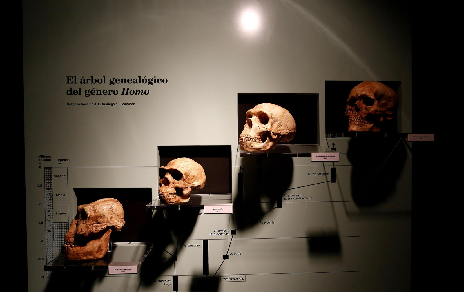 El árbol genealógico del género Homo, en el Museo.