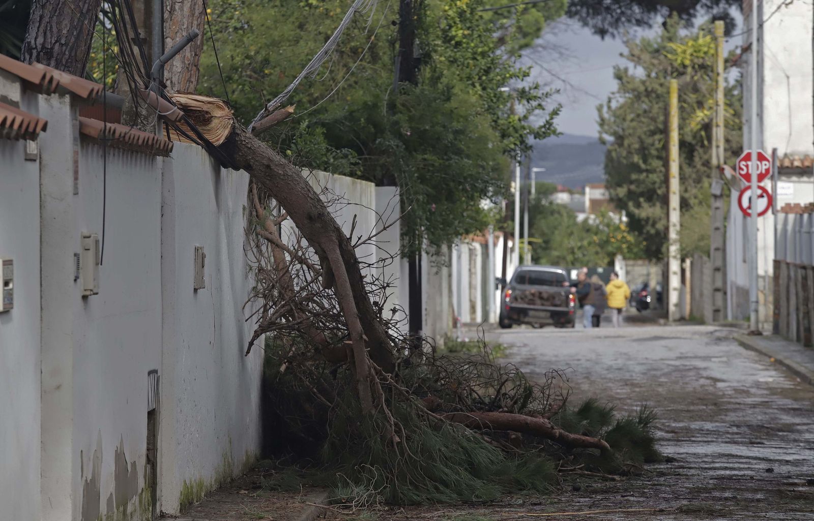 24 horas sin electricidad en la urbanización Los Pinos por árboles caídos tras la borrasca Kristin, en imágenes