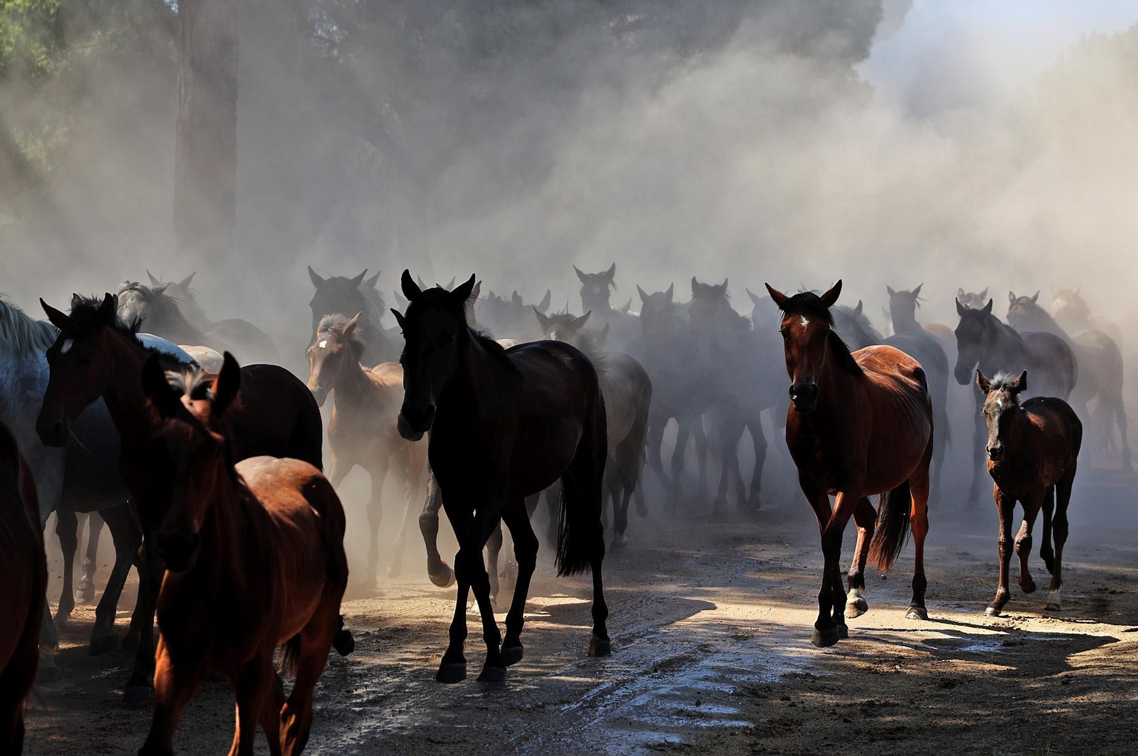 Las mejores imágenes de la Saca de las Yeguas 2025